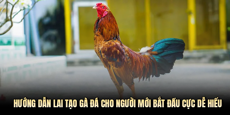 hướng dẫn lai tạo gà đá